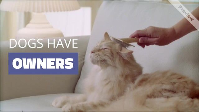 CAT'S STUFF Video Template