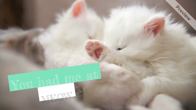 Meow Video Template