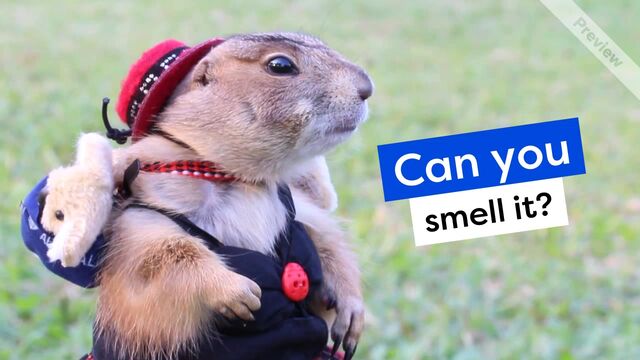 Smell It Video Template