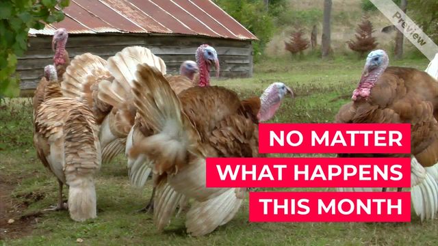 AT LEAST Video Template