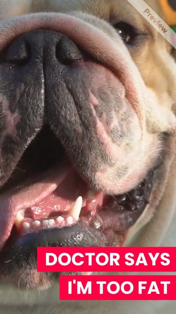 TOO FAT #2 Video Template