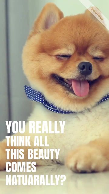 DOG GROOMING #2 Video Template