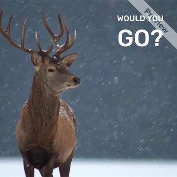 SNOW MAGIC Video Template