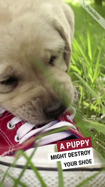 PUPPY LOVE #2 Video Template