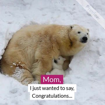Congratulations  Video Template