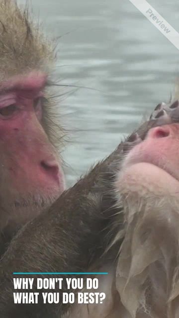 Two Monkeys #2 Video Template