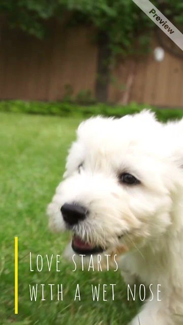 Running Dog Video Template