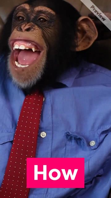 Caption Contest Video Template