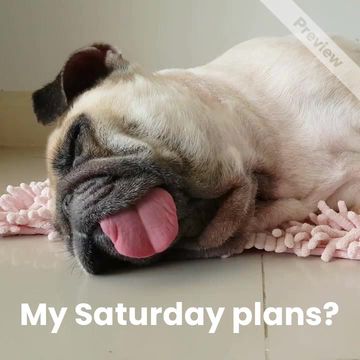 #Caturday Video Template