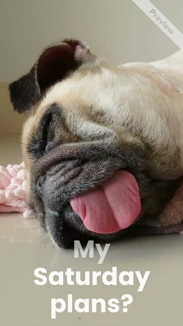 #Caturday Video Template