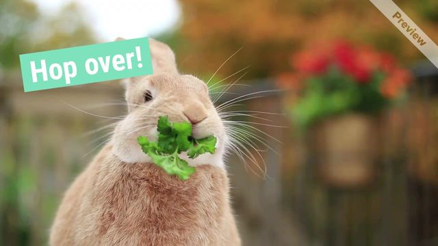 Bunny home Video Template