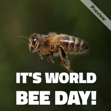 World Bee Day | May 20 Video Template
