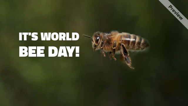World Bee Day | May 20 Video Template