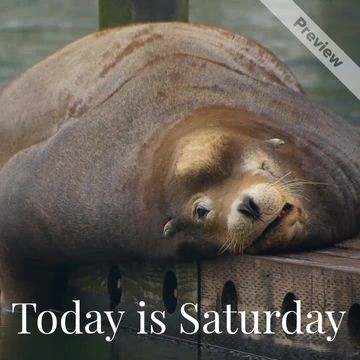 Saturday Vibes Video Template