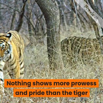 International Tiger Day Video Template