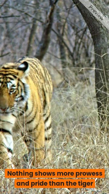 International Tiger Day Video Template