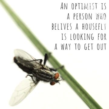 Pest Control Ads Video Template Video Template