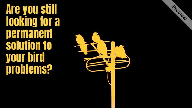 Bird control Video Template