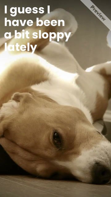 Dog Spa Video Template