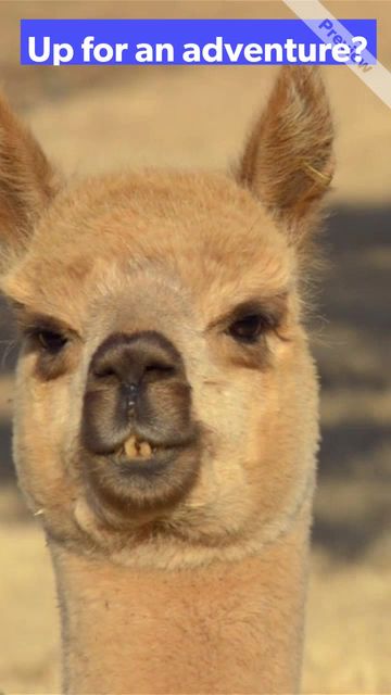 #AlpacaDay Video Template