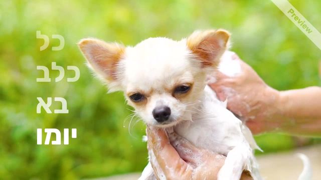 כל כלב בא יומו Video Template