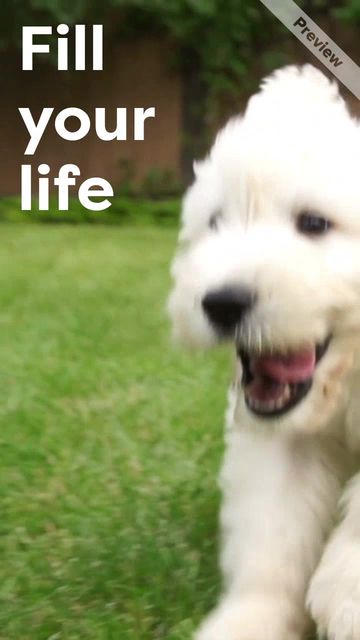 Adoption Day Video Template