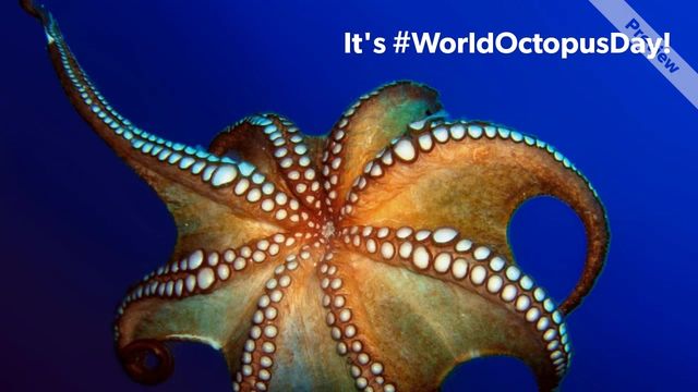 #WorldOctopusDay Video Template