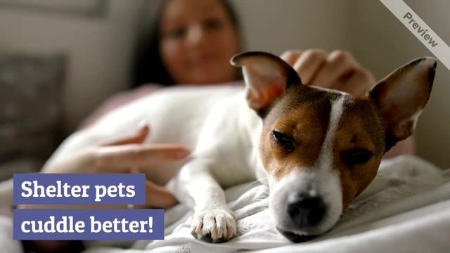 Shelter pets Video Template