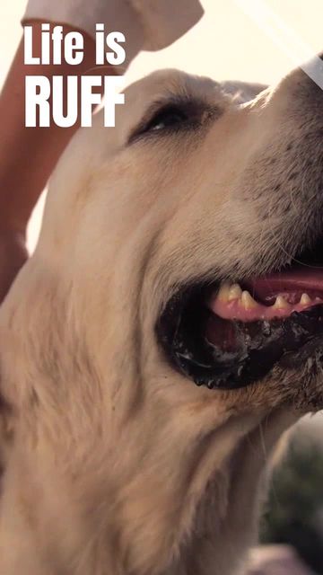 Adopt a dog Video Template