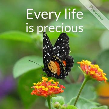 Wildlife Video Template