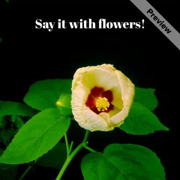 Flowers for Mom Video Template