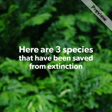 Extinct animals Video Template