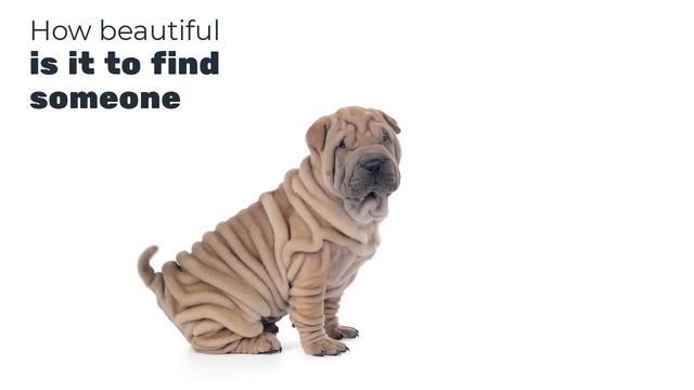 National Pet Week Video Template