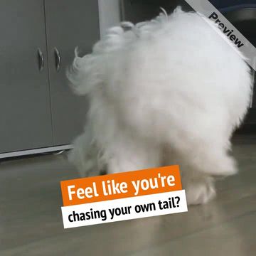 Dog School Video Template