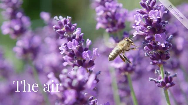 The scent Video Template