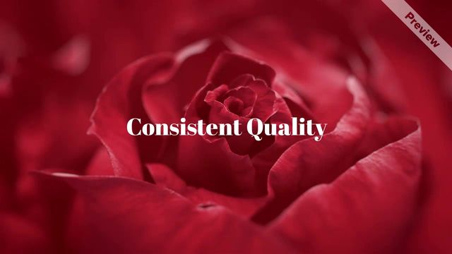 Roses Video Template