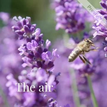 The scent Video Template