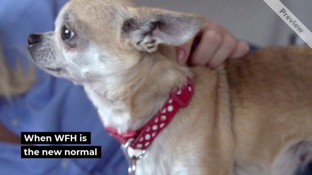 Work from home Video Template