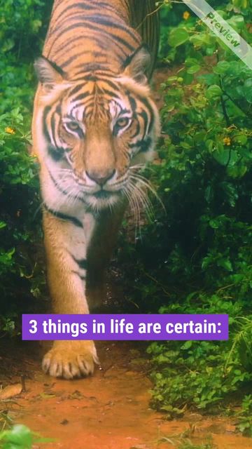 Tiger day Video Template