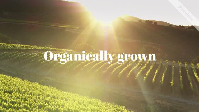 Fine wine Video Template