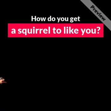 National Squirrel Appreciation Day