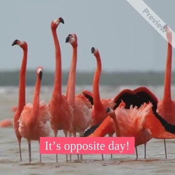 Opposite Day Video Template