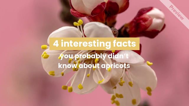 Apricot Day Video Template