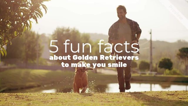 #GoldenRetrieverDay Video Template