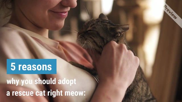 Rescue Cat Day Video Template