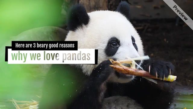 #NationalPandaDay Video Template