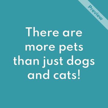 #NationalPetDay Video Template