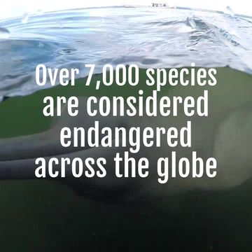 #EndangeredSpecies Video Template