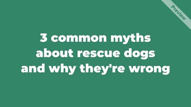 Rescue Dog Day Video Template