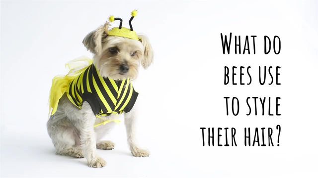 Bee Happy Video Template